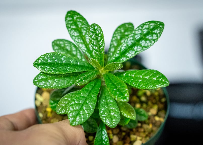 ドリステニア　ギガス ドルステニア ギガス Dorstenia gigas 挿木 cutting 発根済 塊根