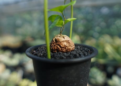 亀甲竜　Dioscorea elephantipes No.7