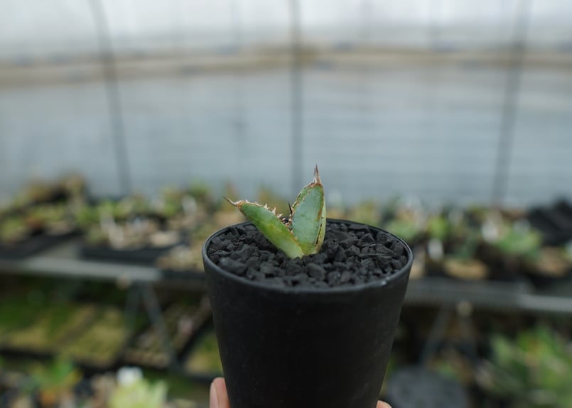 アガベ チタノタ ライオンズメーン Agave titanota Lion's Mane N
