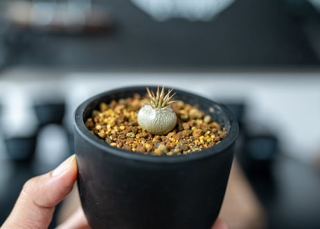 パキポディウム マカイエンセ　 Pachypodium Makayense　沖縄実生