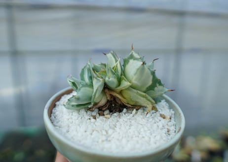 アガベ　王妃雷神錦　白中斑　Agave　“Ohi Raijin Nishiki Shironakahu”　No.2
