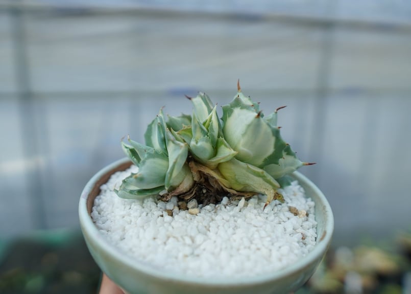 レア アガベ 吉祥冠錦 白中斑 お 手頃 価格