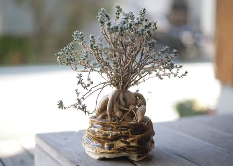 姫紅小松　Trichodiadema bulbosum