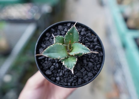 アガベ　チタノタ　FO-76　Agave titanota  FO-76　No.25