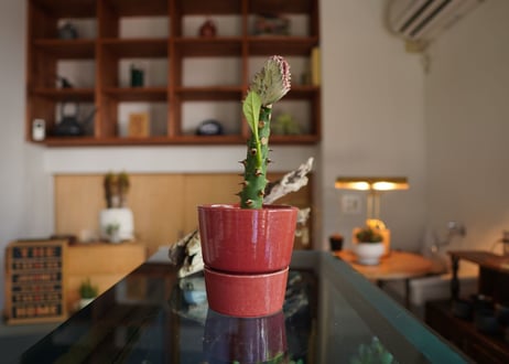 ユーフォルビア  ラクテア  マハラジャ  Euphorbia lactea  f.cristata
