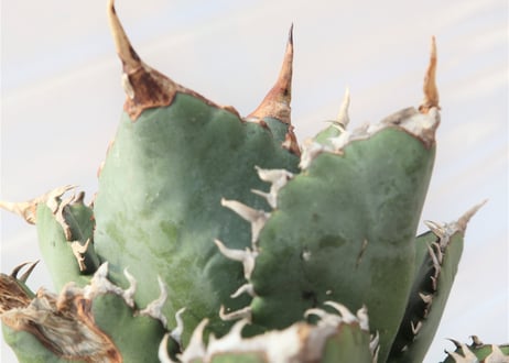 Agave titanota FO-76 compacta dwarf  no.4