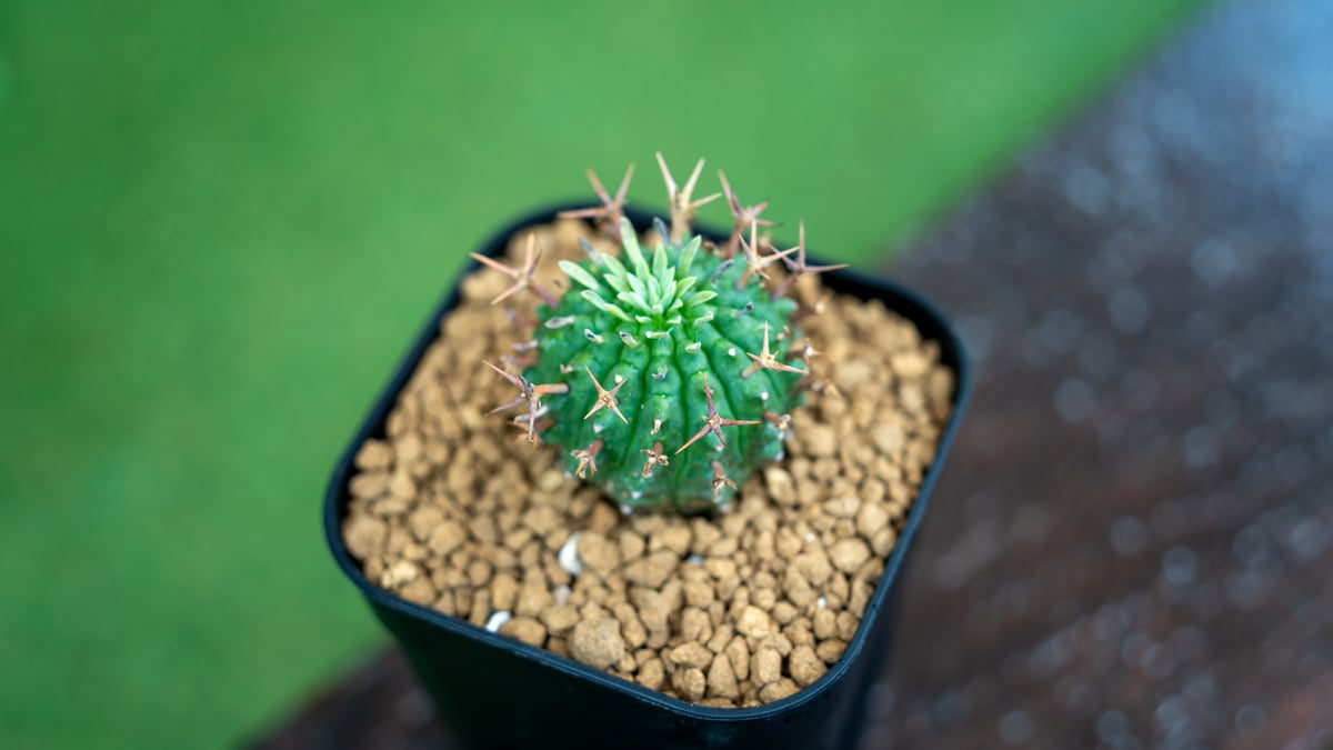 ユーフォルビア 群星冠 | mana's farm:塊根植物・アガベ・ドライ