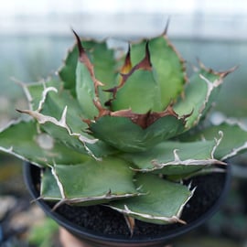 超希少種から普及種まで様々なアガベをアップします。 | mana's farm