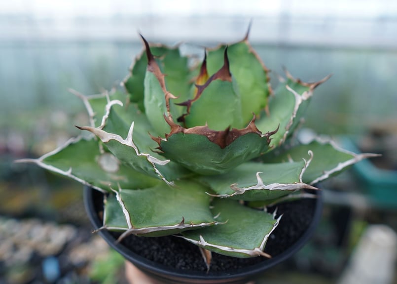アガベ チタノタ FO-76 agave titanota FO-76 No.1 | man