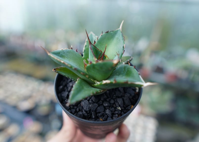 アガベ チタノタ ハデス Agave titanota Hades | mana's gree アガベ チタノタ ハデス Agave titanota Hades | mana's gree