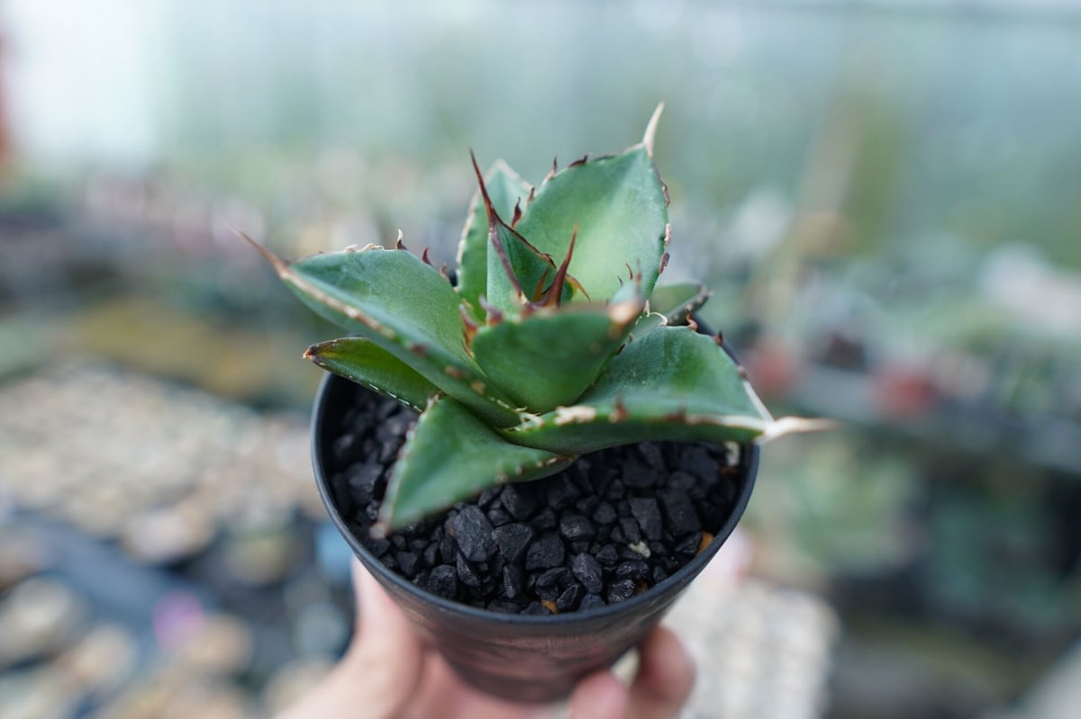 アガベ チタノタ ハデス Agave titanota Hades | mana's farm