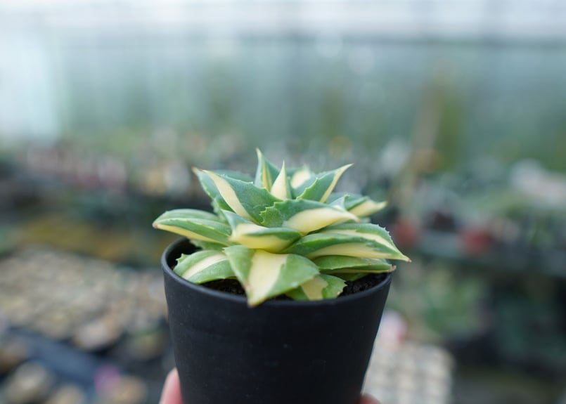 アガベ　ウェベリー黄中斑 アガベ 姫乱雪黄中斑 | hanayoshi-botanical