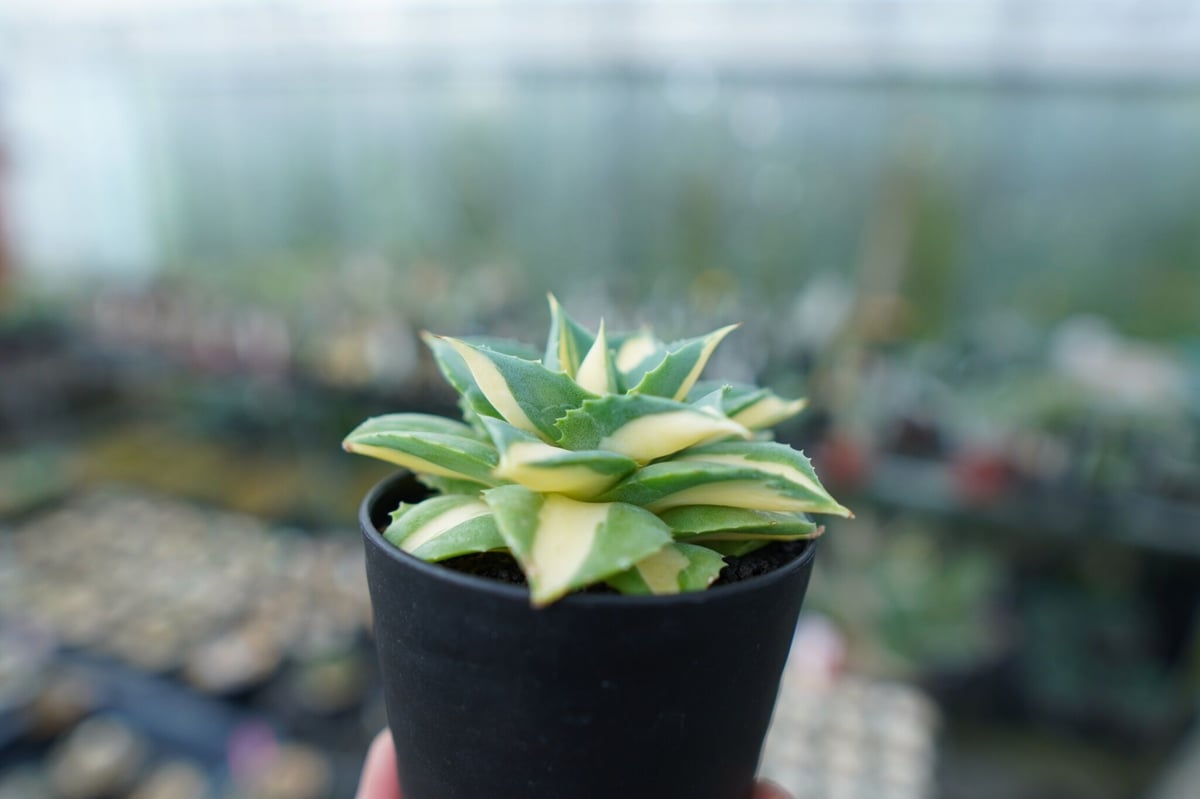 アガベ 王妃雷神錦 黄中斑 Agave “Ohi Raijin Nishiki Kinakah