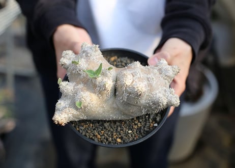 パキポディウム　恵比寿笑い　国内実生