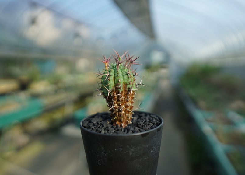 ユーフォルビア 群星冠 Euphorbia stellispina No.1 | mana'