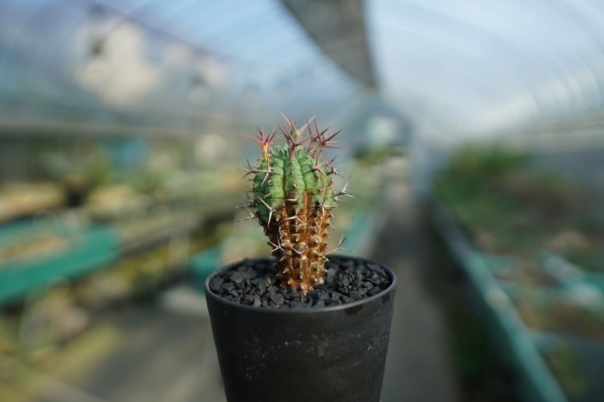 ファッションなデザイン ユーフォルビア mana' | No.1 stellispina Euphorbia 群星冠 その他多肉植物