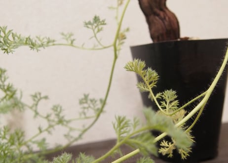 ペラルゴニウム　トリステ　Pelargonium triste