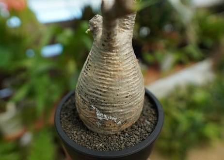 【発根管理中】パキポディウム　グラキリス　 Pachypodium Gracilius  No.5
