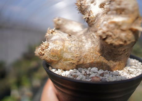 パキポディウム　エブレネウム　Pachypodium eburneum　No.2