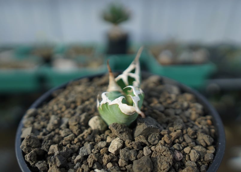 アガベ チタノタ 夕映厳龍 Agave titanota Solar eclipse C7 | アガベ チタノタ 夕映厳龍 Agave titanota Solar eclipse C7 |