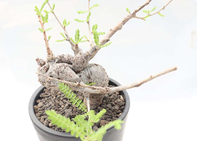 【セール】ボスウェリア　ネグレクタ　No.001　メルカリ便　鉢、送料込 ボスウェリア ネグレクタ | mana's farm:塊根植物・アガベ・ドライ