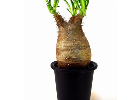 Pachypodium Gracilius パキポディウム  グラキリス  №6  little