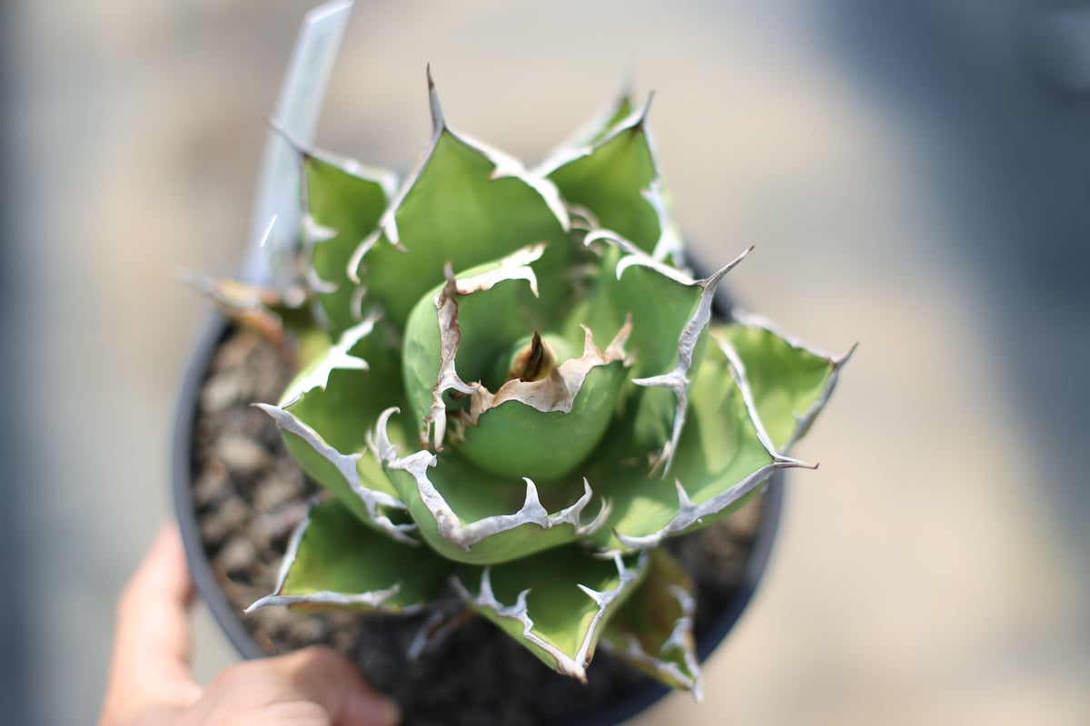 fit=scale-down,w=1200