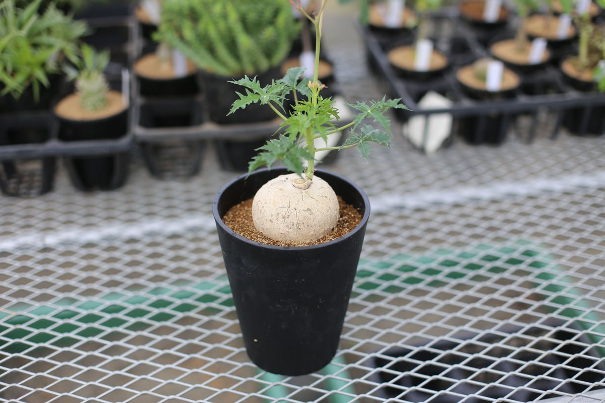 fit=scale-down,w=1200