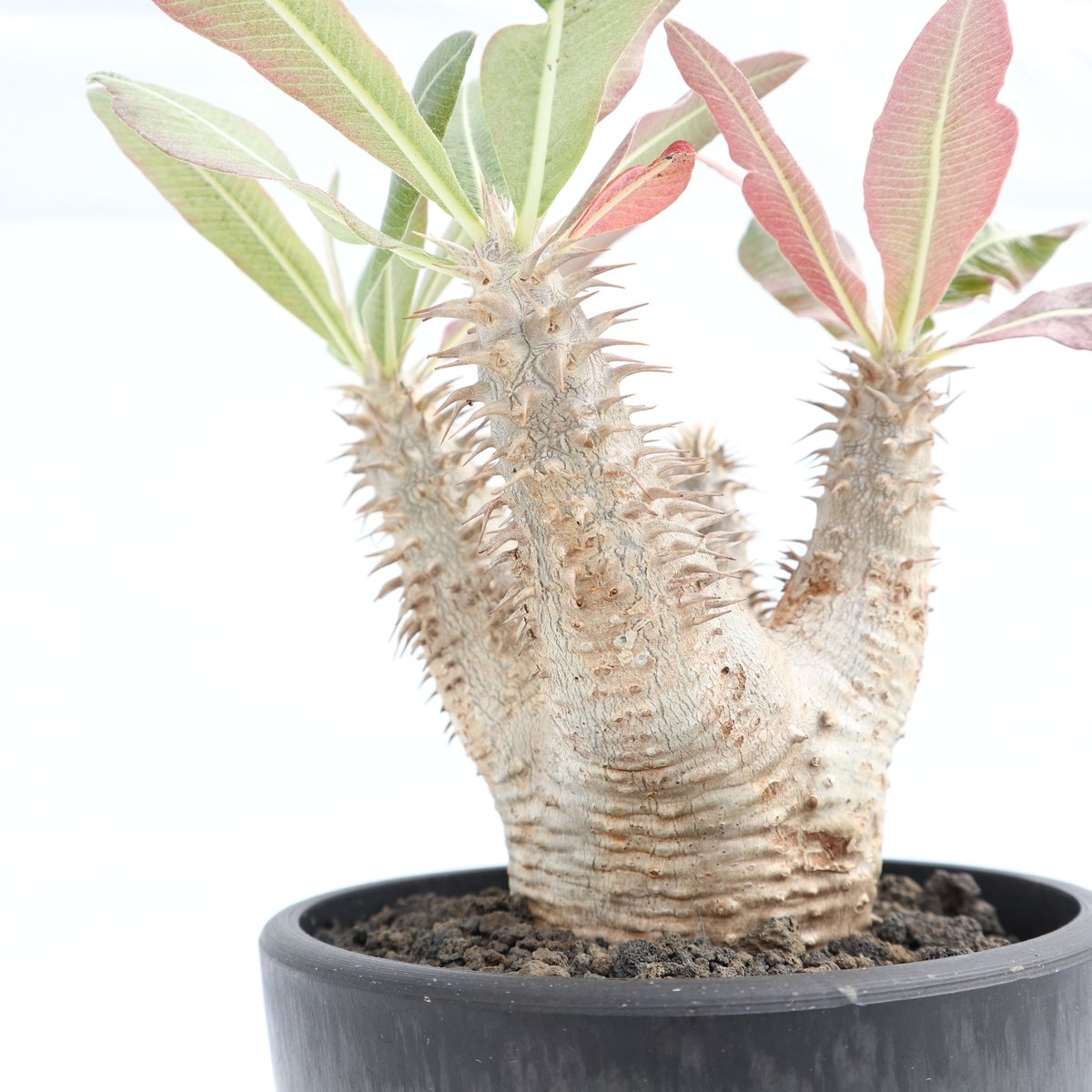 ホロンベンセ 現地球 発根済 塊根植物 ダブルヘッド 2頭 パキポディウム ホロンベンセ | mana's farm:塊根植物・アガベ