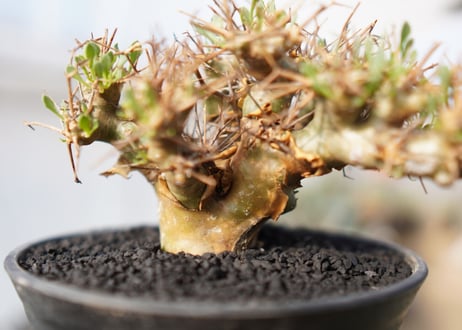 【発根済み】オトンナ・ユーフォルビオイデス　Othonna euphorbioides　No.1