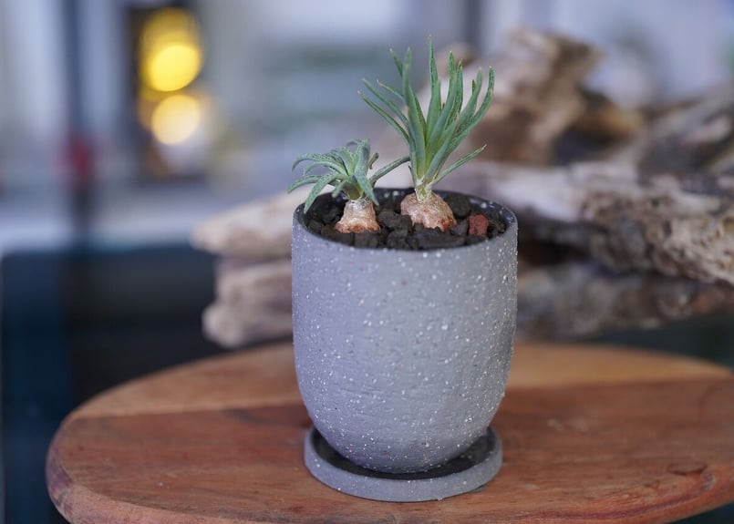 Bulbine margarethae | mana's farm:塊根植物・アガベ・ドライガ