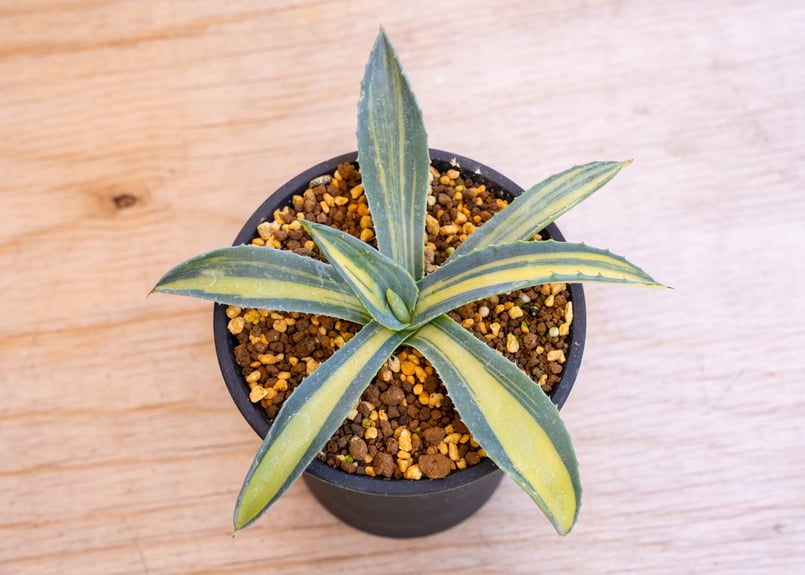 アガベ　アメリカーナ　黄中斑 アガベ アメリカーナ 黄 中斑 | mana's farm:塊根植物・アガベ・ドライ