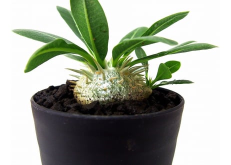 Pachypodium brevicaule　パキポディウム 　恵比寿笑い(白花)