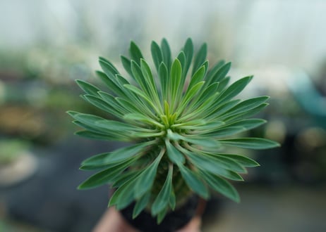 ユーフォルビア　ソテツキリン "パイナップルコーン"　Euphorbia sotetsukirin  No.1
