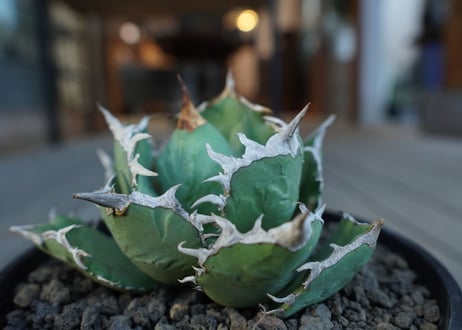 アガベ　チタノタ　FO76　agave titanota FO76