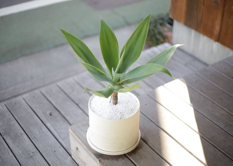アガベ アテナータ　Agave attenuata