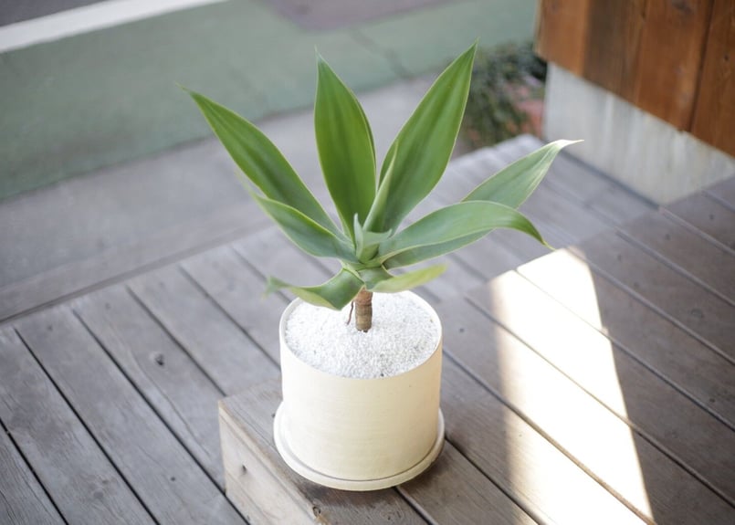 アガベ アテナータ Agave attenuata | mana's farm:塊根植物・アガ