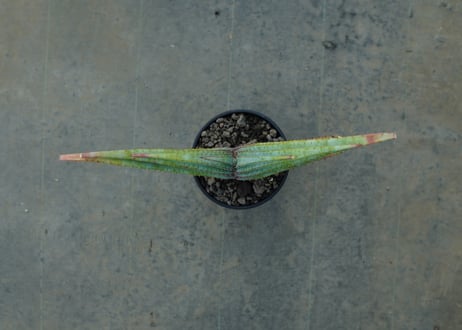 アロエ　スプラフォリアータ　Aloe suprafoliata