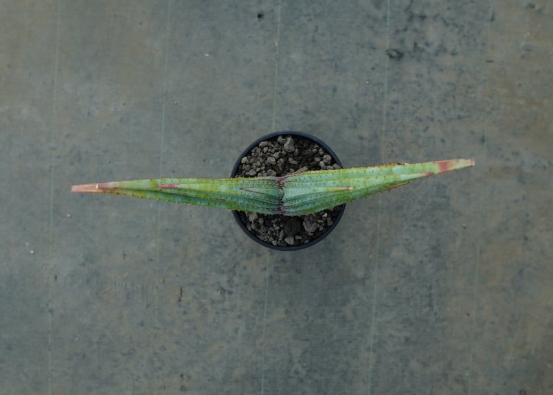 アロエ スプラフォリアータ Aloe suprafoliata | mana's farm:塊