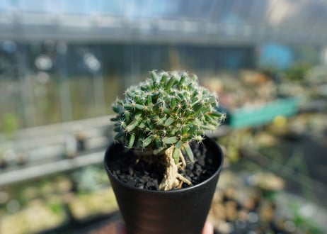 トリコディアデマ　デンサム　Trichodiadema densum  No.2