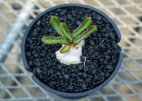 ユーフォルビア　飛竜　Euphorbia stellata