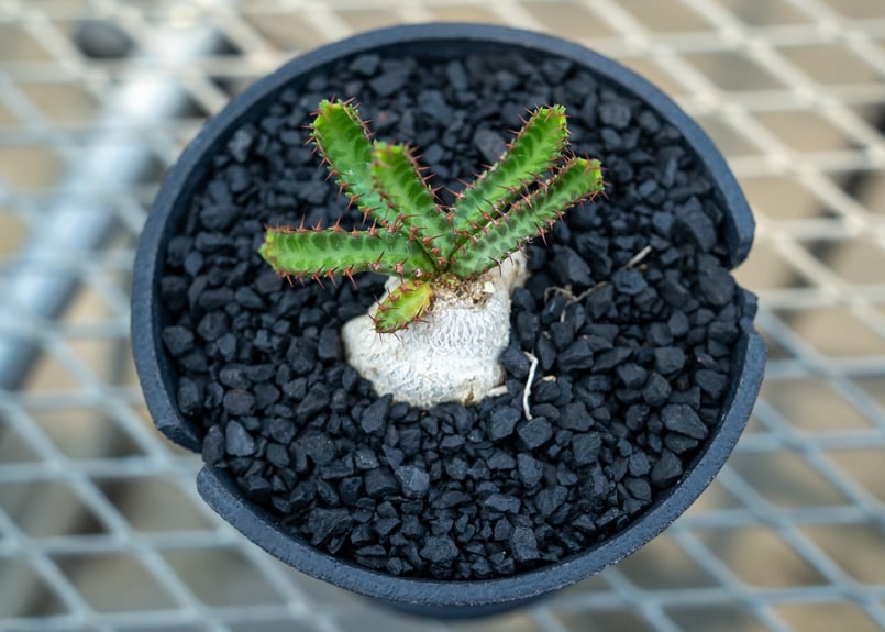 ユーフォルビア 飛竜 Euphorbia stellata | mana's farm:塊根植