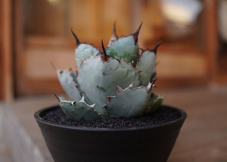 Agave titanota 'black and blue'　No.1