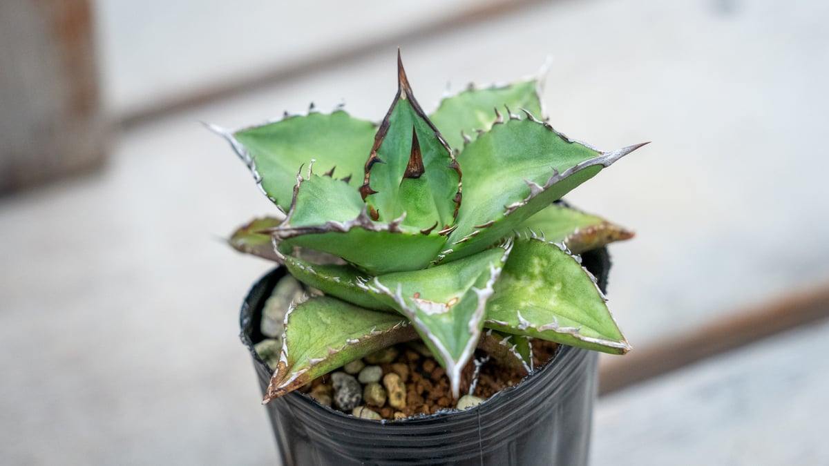 アガベ チタノタ オテロイ 沖縄実生 | mana's farm:塊根植物・アガベ