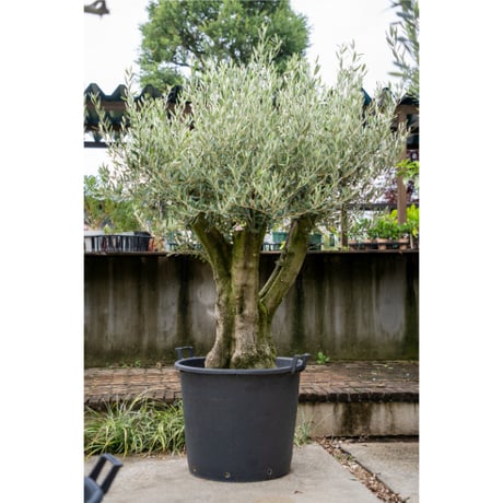 国産オリーブ ミッション　No.8