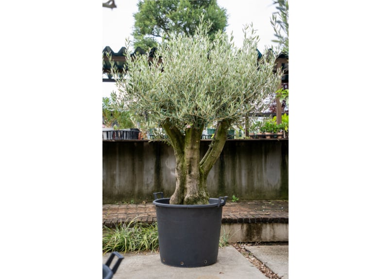 国産オリーブ ミッション No.8 | mana's farm:塊根植物・アガベ