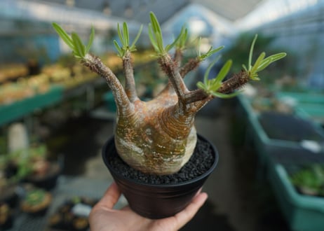 パキポディウム　グラキリス　 Pachypodium Gracilius  No.2