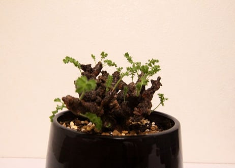 ペラルゴニウム　アルテルナンス　Pelargonium alternans