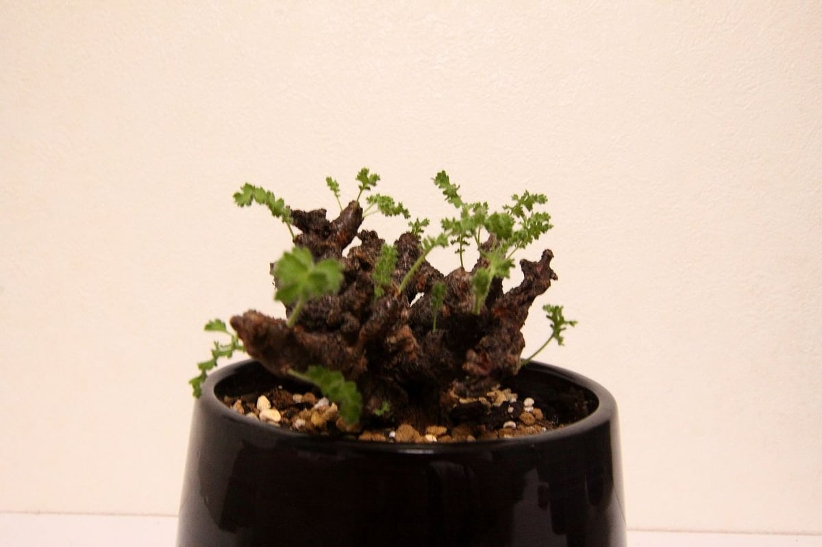 ペラルゴニウム アルテルナンス Pelargonium alternans | mana's