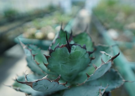 アガベ　チタノタ　 ブラックアンドブルー 　Agave titanota black and blue　No.4